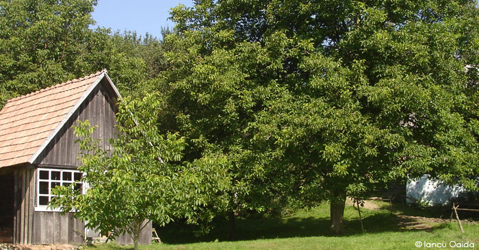 arbre