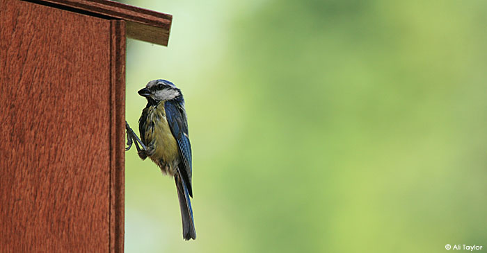 nichoir à oiseaux