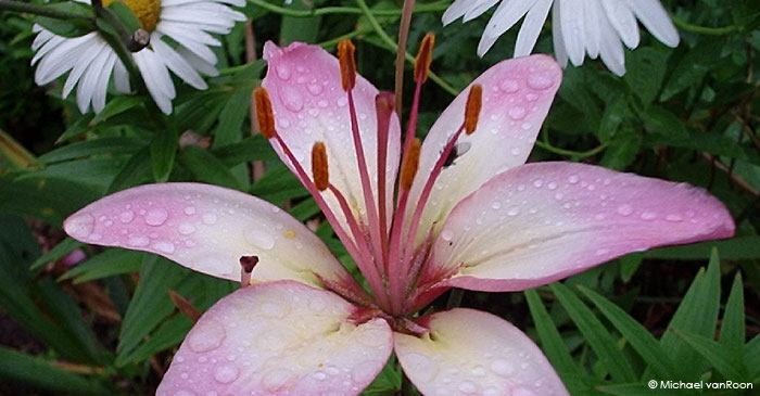 gouttes de pluie sur une fleur