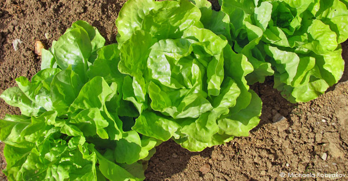 potager