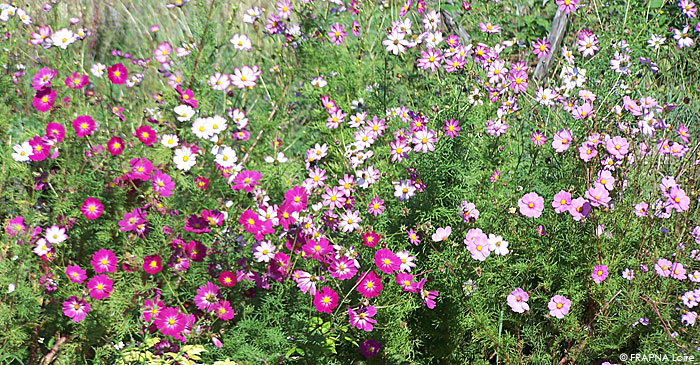 prairie fleurie