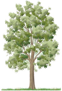 Feuillu