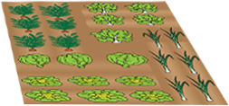 Potager